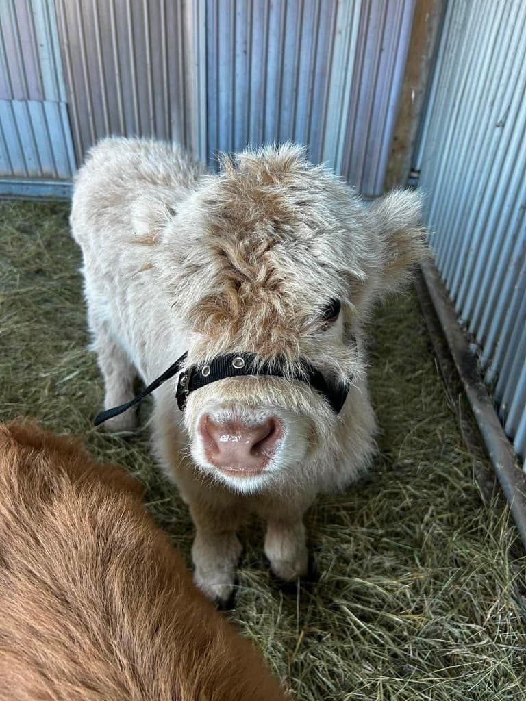 Snowy, a cream white miniature Highland calf