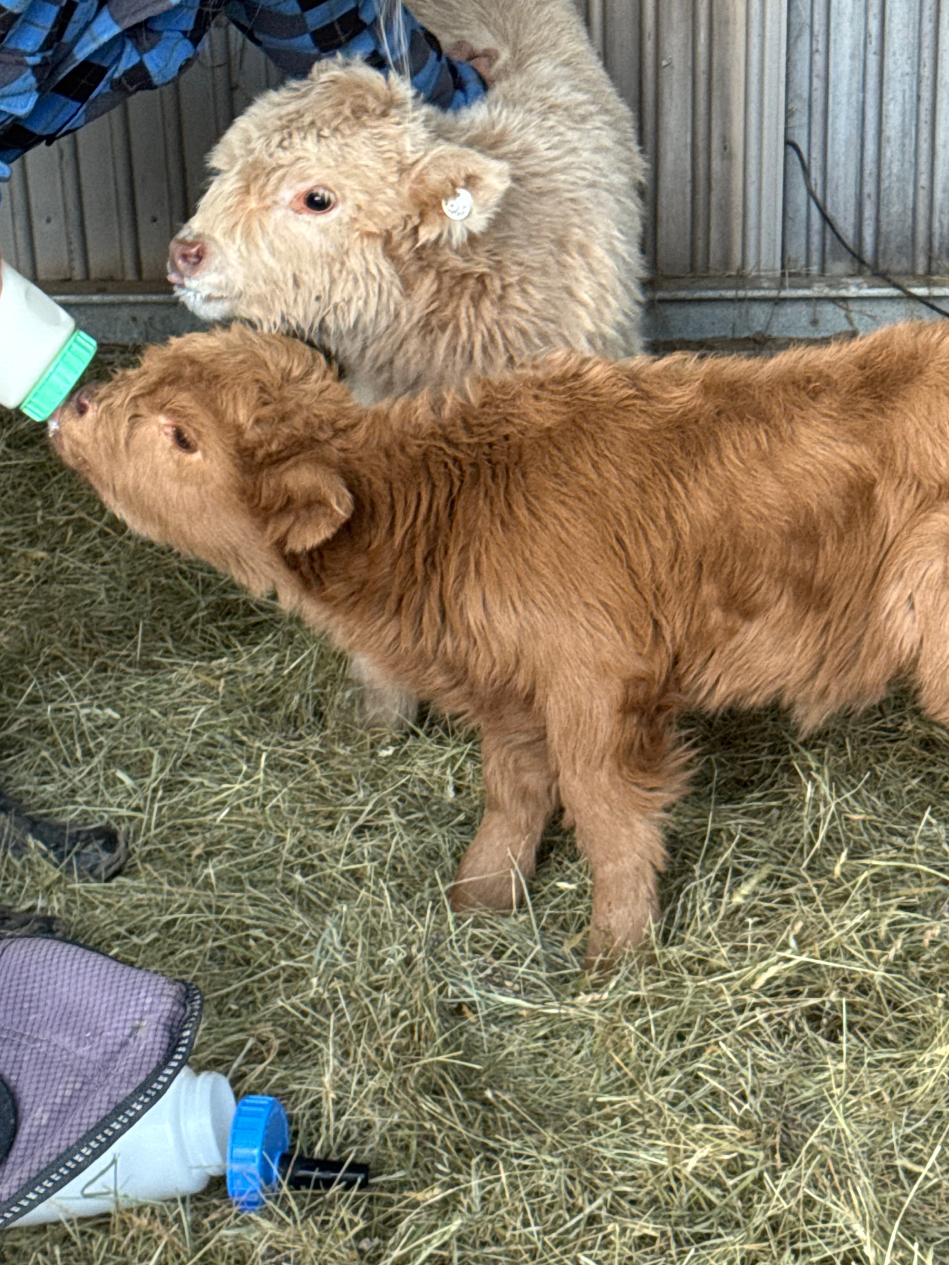 Buttercup bottle-feeding with Snowy close beside him