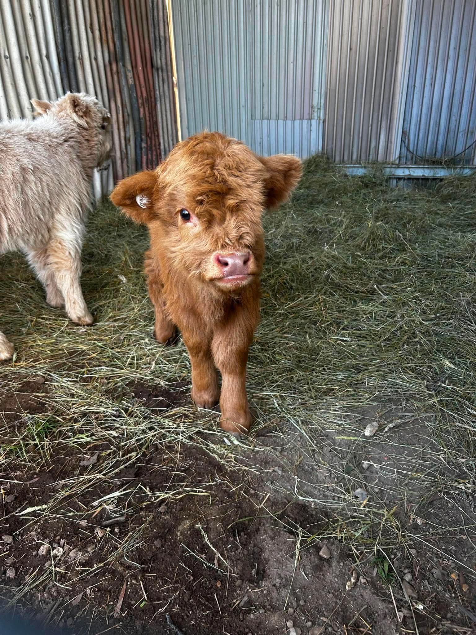 Buttercup looking at the camera