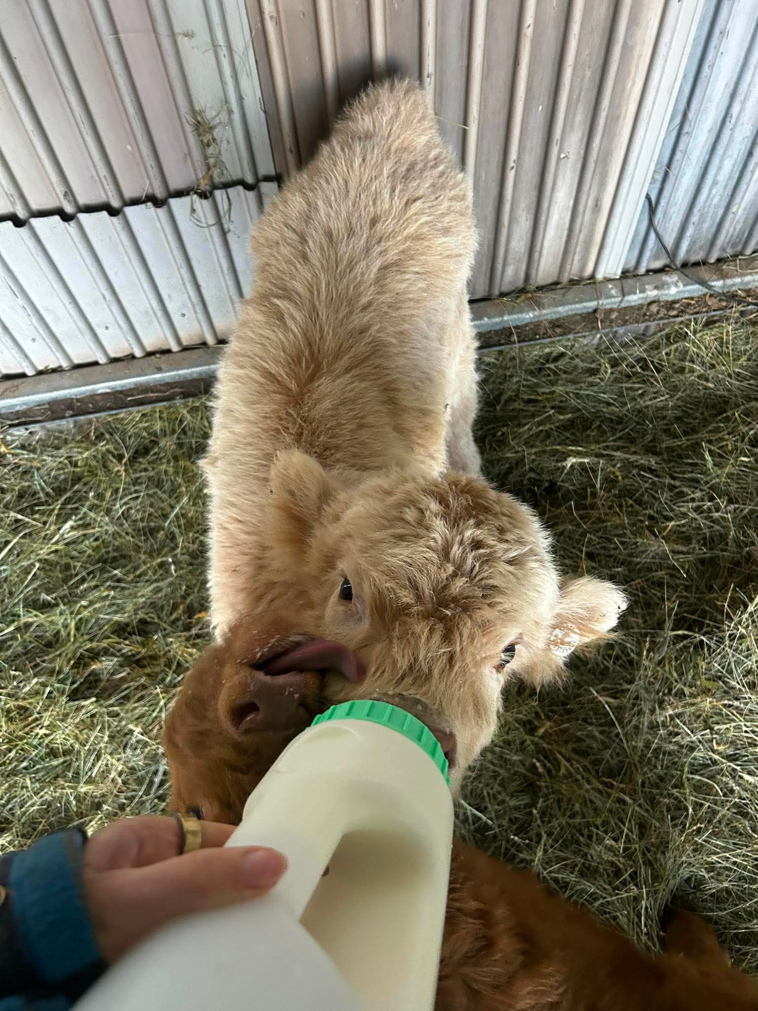 The boys sharing a bottle feed