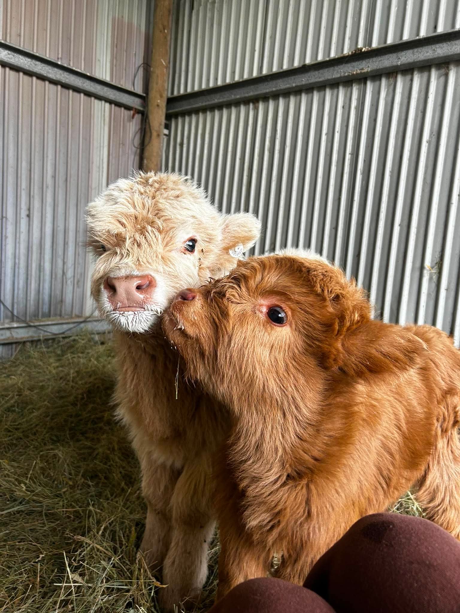 Buttercup and Snowy, miniature Highland calves, nuzzling together